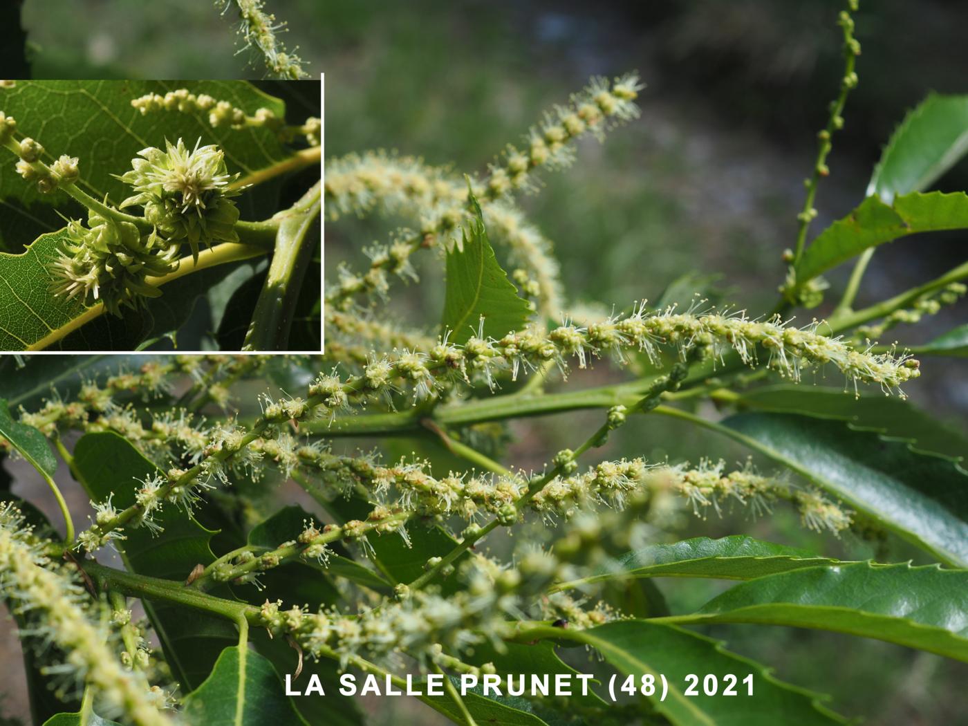 Sweet Chestnut flower